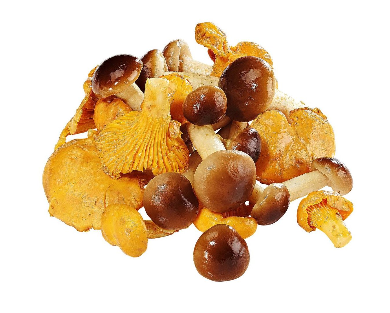 Golden Mushroom - Pfifferlinge/ Stockschwämmchen gemischt tiefgefroren - 1 kg Packung