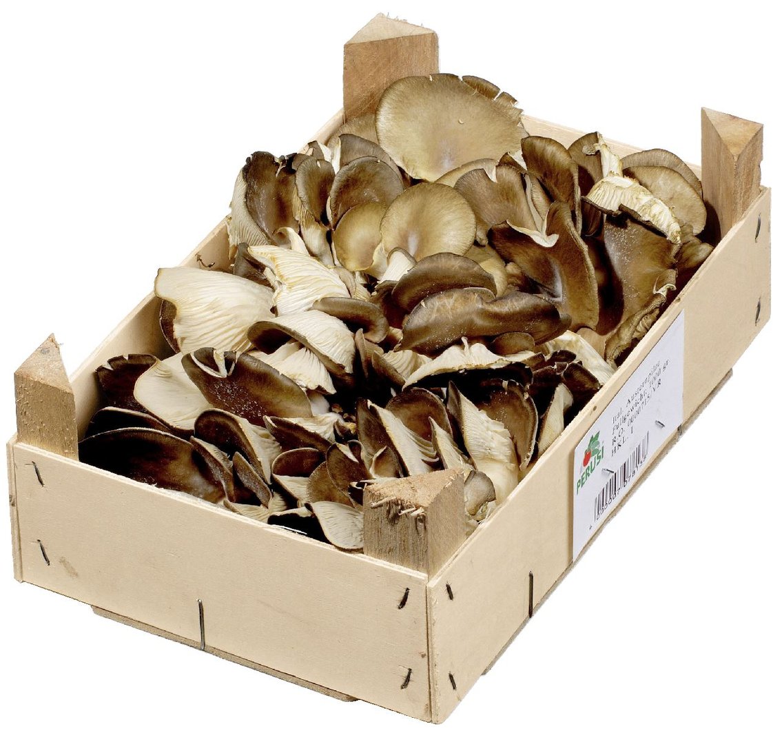 Austernpilze - Niederlande - 1,5 kg Kiste