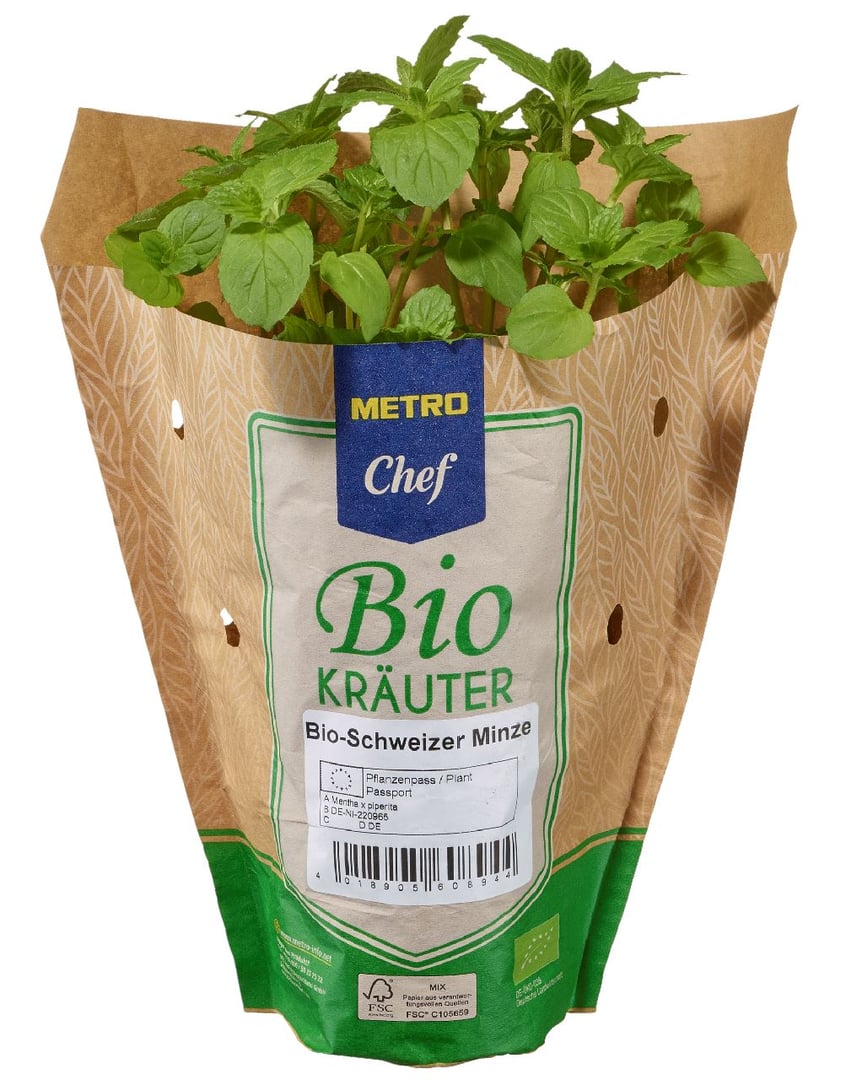 METRO Chef Bio - Schweizer Minze Deutschland 13 cm Topf - 200 g Topf